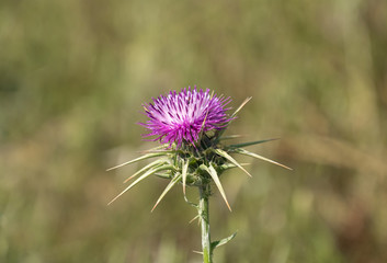 Milk Thistle, Silybum marianum, prickly dry plant