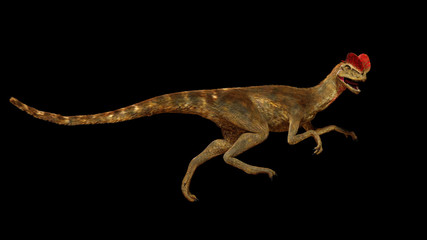 running Dilophosaurus, theropod dinosaur from the Early Jurassic period (3d illustration isolated on black background)