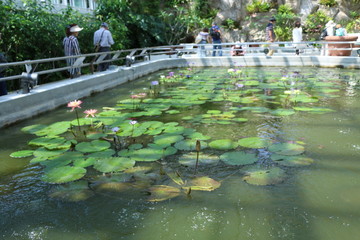 熱帯スイレン