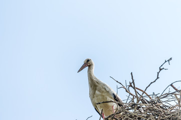 Stork standing in its nest