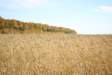 Field cereal crops open space