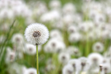Fluffy dandelions on green meadow, blowball close up. Beautiful spring landscape with dandelion seed head