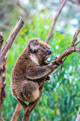  The brown koala or marsupial bear