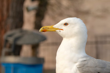 Single seagull  close-up stock image