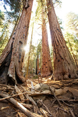Hiker in Sequoia national park in California, USA