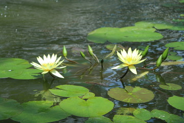 熱帯スイレン