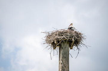 Stork standing in its nest