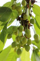 Kirschen in der Reife