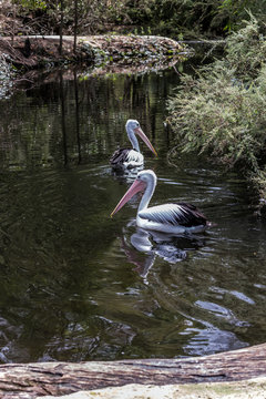 Two large waterfowl Pelicans