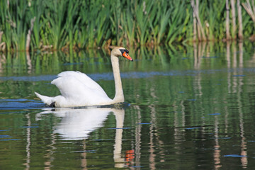 Swan swimming in a lake
