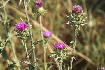 Milk Thistle, Silybum marianum, prickly dry plant