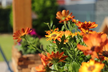 Blumen aus unserem eigenen Garten