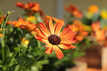 Blumen aus unserem eigenen Garten