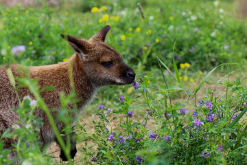 Wallabie in British Columbia