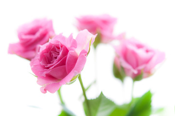 pink roses on white background_D_4031
