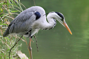 Heron