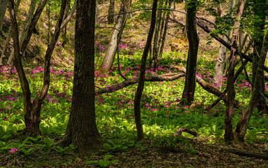 Naklejka premium 兵庫県中部・森の中にクリンソウ(九輪草)