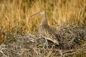 Curlew (scientific name: Numenius arquata) Adult curlew in the Yorkshire Dales during the nesting season. Stood in natural habitat of grasses and reeds. Horizontal. Space for copy.