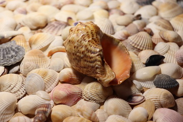 Seashells