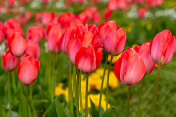 Colorful flower beds during the annual April tulip festival in Istanbul