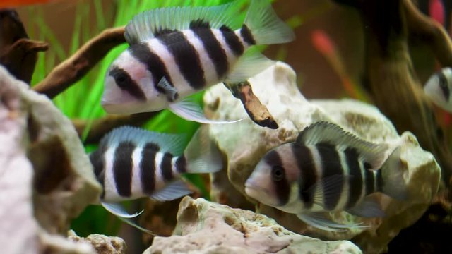Close up for frontosa Cichlid fishes swimming in freshwater aquarium, unique creatures concept. Frame. Beautiful white and black fishes in front of green algae.