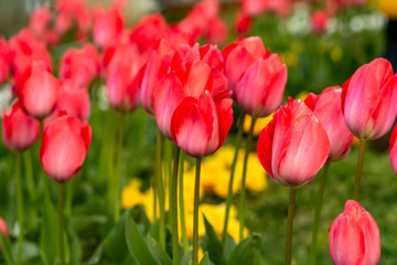 Colorful flower beds during the annual April tulip festival in Istanbul