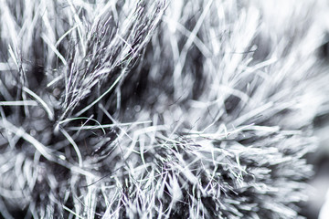 White and Gray Arctic Snow Wolf Fur 