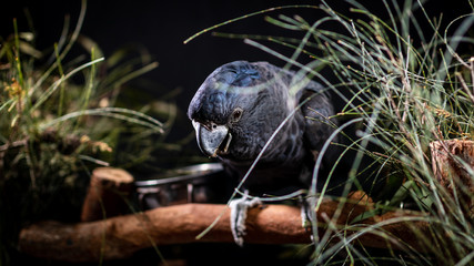 Black Cockatoo perching