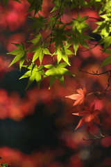 楓の紅葉と深緑の葉です