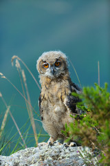 EURASIAN EAGLE OWL (Bubo bubo)