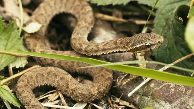 UHD closeup graded shot of the baby Gloydius halys, aka Siberian pit viper or Halys viper or Halys pit viper