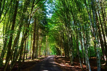 Obraz premium a dirt road through the green forest