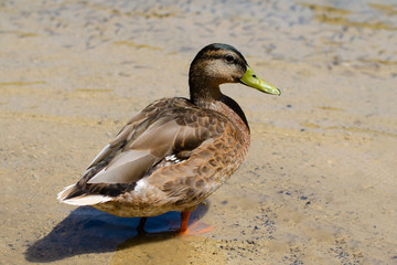 Duck standing in the water and looking at the camera.