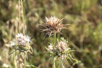 Milk Thistle, Silybum marianum, prickly dry plant