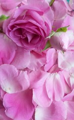 Petals rose pink, day valentine,card, background
