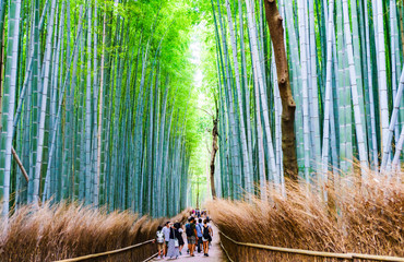 landscape of bamboo forest in Saga Kyoto Japan