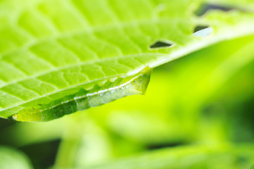 アジサイの葉を食べるアオムシ