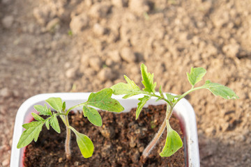 Young seedlings sprouted in a glass in early spring