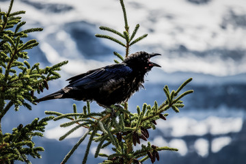 Der Schrei der Wildnis