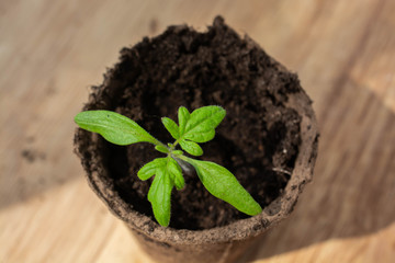 Green sprout in the small container. Peat cup for seedlings is on the wooden floor. Top view.
