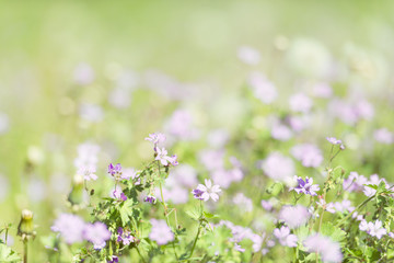 flowers in the field