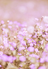 pink flowers in spring