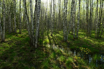 Fototapeta na wymiar Birch forest in the spring in fresh green grass and wildflowers among the white trunks of trees