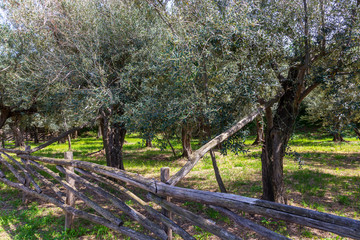 Olive trees near Sorrento, Italy.