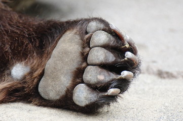 クマの手