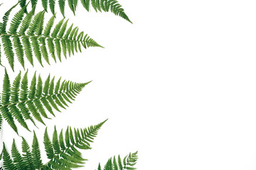 Creative layout made of colorful tropical fern leaves on white background. Minimal summer exotic concept with copy space.