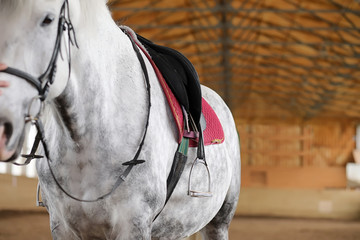 People on a horse training in a wooden arena