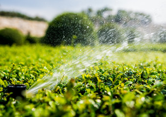 Luxury landscape design of the tropical garden. Beautiful view of tropical landscape. Watering