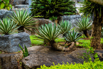 Luxury landscape design of the tropical garden. Beautiful view of tropical landscape