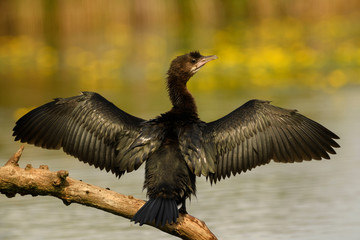 Pygmy Cormorant - Microcarbo pygmaeus, beautiful water bird from European swamps and fresh waters, Hortobagy National Park, Hungary.